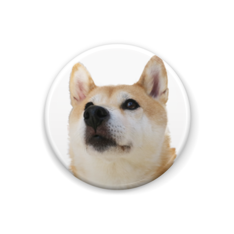 柴犬小春 限定版 ポストカード3点 缶バッチ2個セット 東急ハンズ池袋店販売記念品 Ani