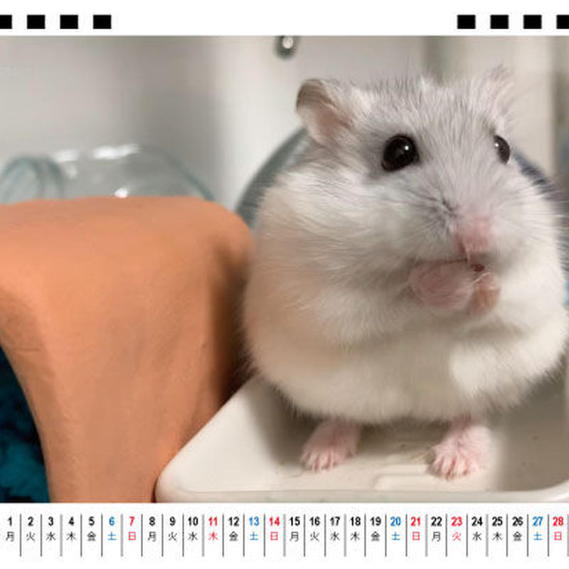 予約販売 ハムスター ココ ナッツ Channel 21年 卓上カレンダー Tc210