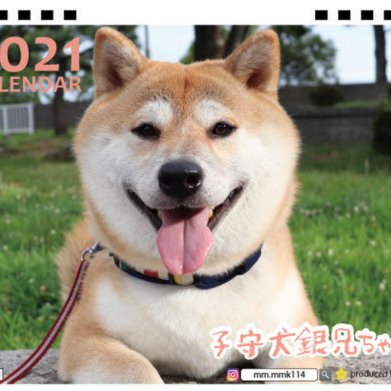 予約販売 柴犬 子守犬銀兄ちゃん 21年 卓上カレンダー Tc Anistar
