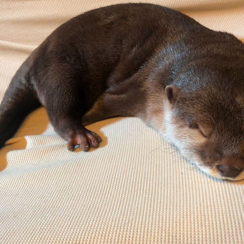 カワウソさくら ポストカード3点セット 東急ハンズ池袋店販売記念品 Anistar カワウソさくら ポストカード3点セット 東急ハンズ池袋店販売記念品 Anistar