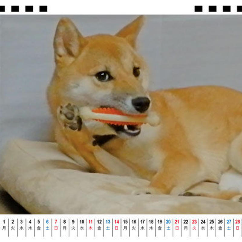 予約販売 柴犬 らら 21年 卓上カレンダー Tc Anistar