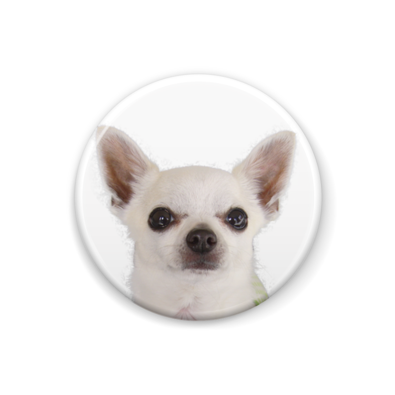 送料無料 ちわわん生活 限定版 ポストカード3点 缶バッチ2点セット 東急ハンズ池袋店販売記