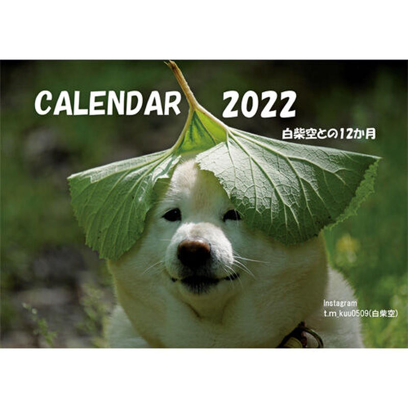 予約販売 白柴 空 Kuu 22年 壁掛け カレンダー Kk2 Anistar