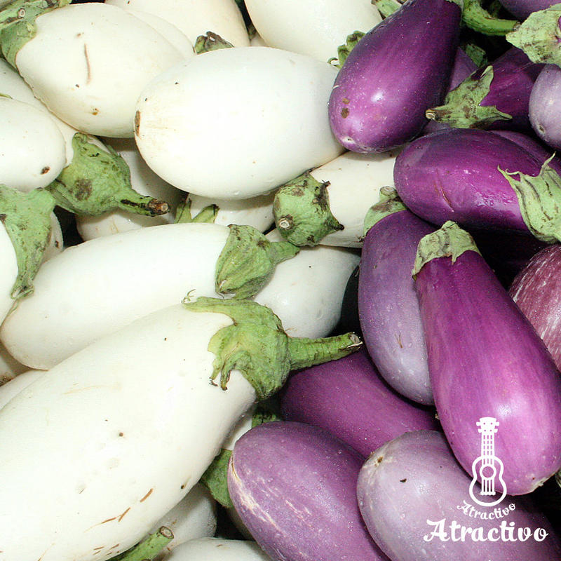 イタリア原産白ナス ホワイトベル の種 イタリア野菜 西洋野菜と種子通販 販売 アトラクティーボ