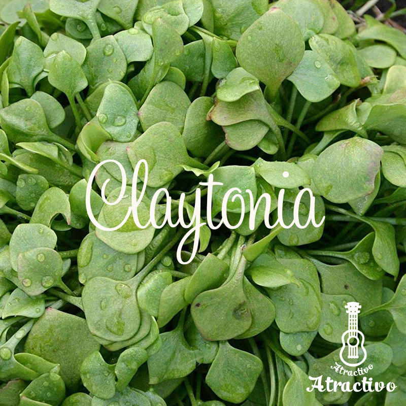 可愛らしくサラダを演出するハート型の葉 クレイトニアの種 イタリア野菜 西洋野菜と種子通販