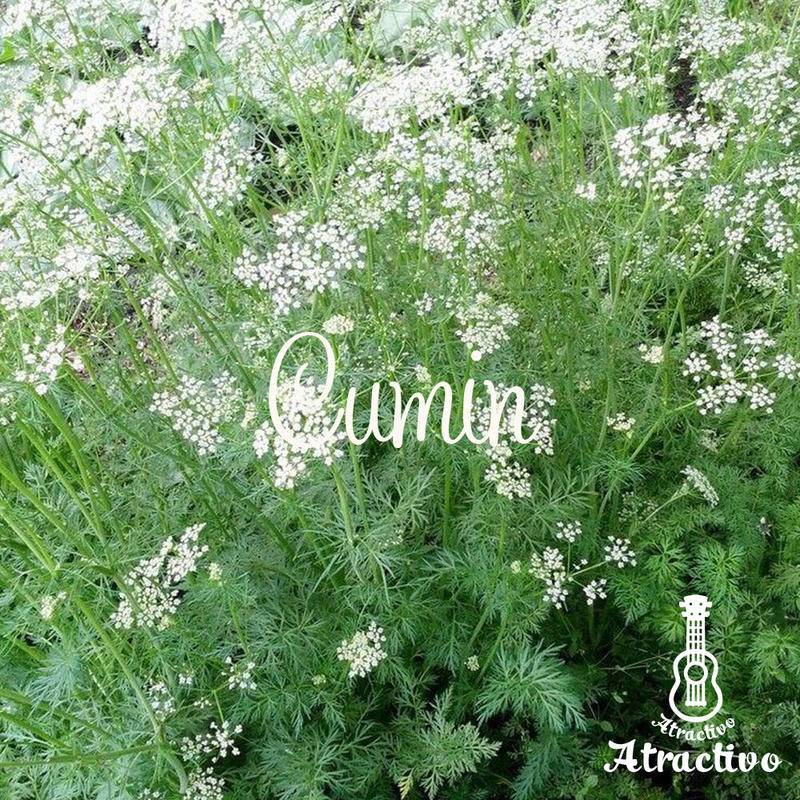 カレーによく使われるスパイスハーブ クミンの種 イタリア野菜 西洋野菜と種子通販 販売 ア