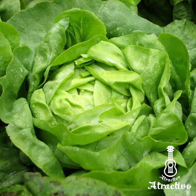 やわらかさがやみつきになるサラダにお勧めバターレタスの種 イタリア野菜 西洋野菜と種子通販