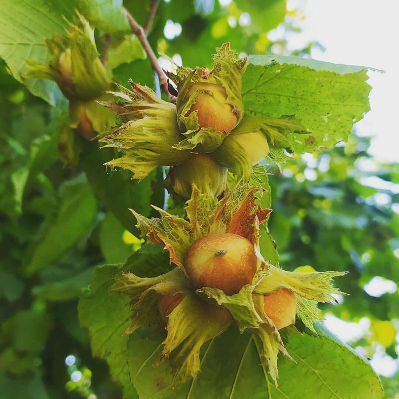 Cascina Barroero ピエモンテigpヘーゼルナッツ塩付き 0g Aute