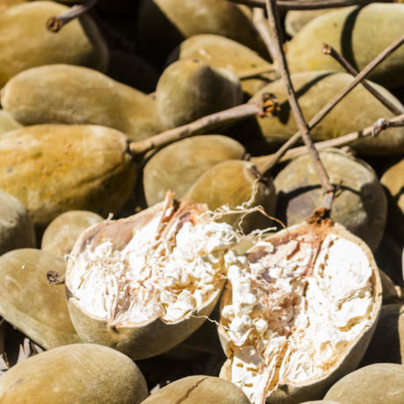 バオバブ種 10粒 Baobab Ak バオバブ種 10粒 Baobab Ak