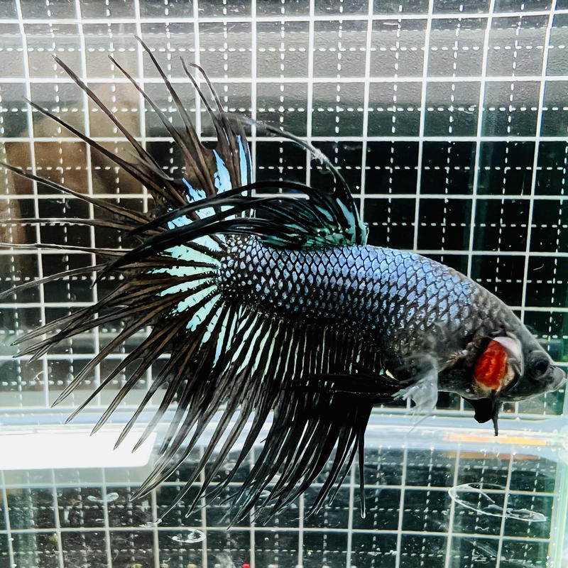 Ct ブラックオーキッド 022 Betta Bore Ct ブラックオーキッド 022 Betta Bore