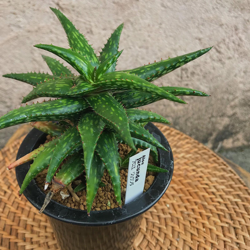 アロエ ジュクンダ 花と器 Biji