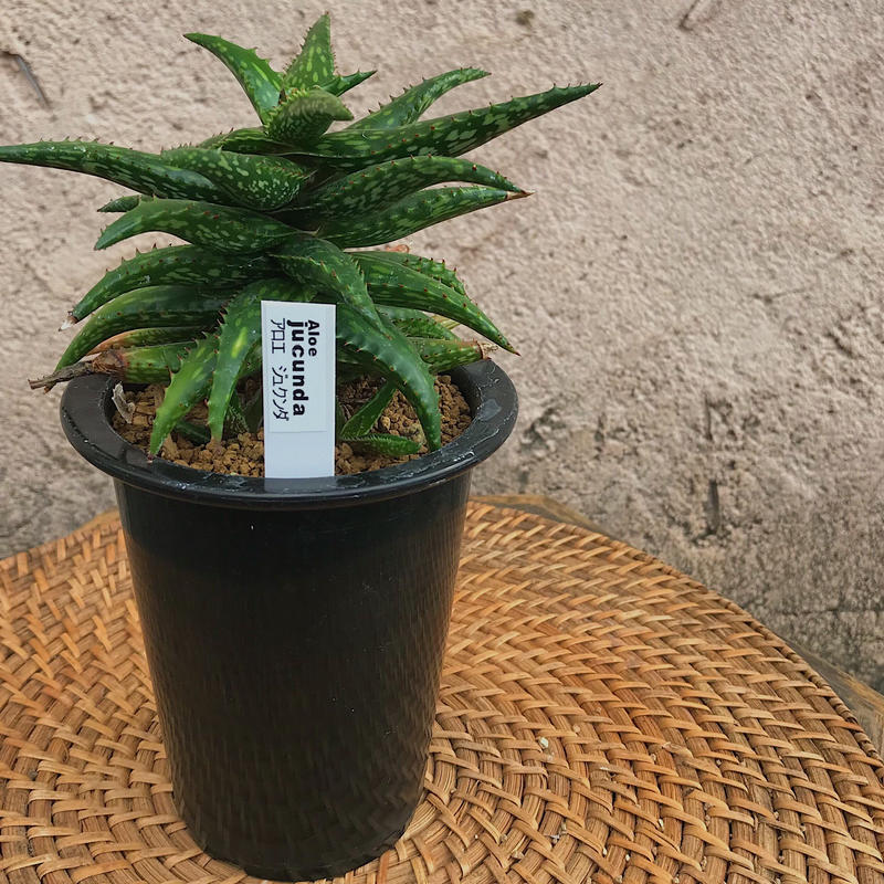 アロエ ジュクンダ 花と器 Biji