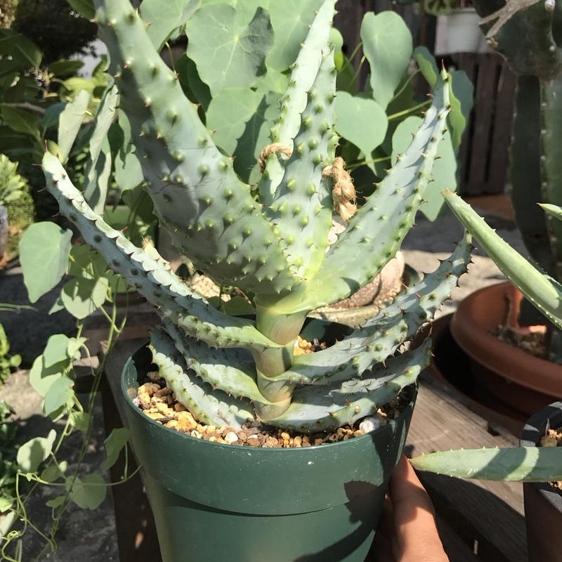 アロエ 鬼切丸 花と器 Biji