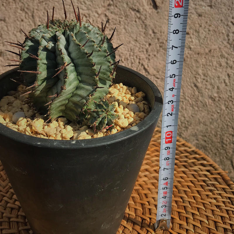 ユーフォルビア ホリダ ゼブラタイプ 花と器 Biji