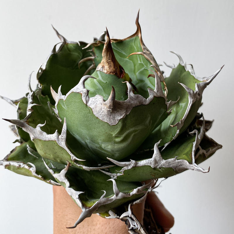 アガベ チタノタ 白鯨 Agave Titanota Hakugei 02