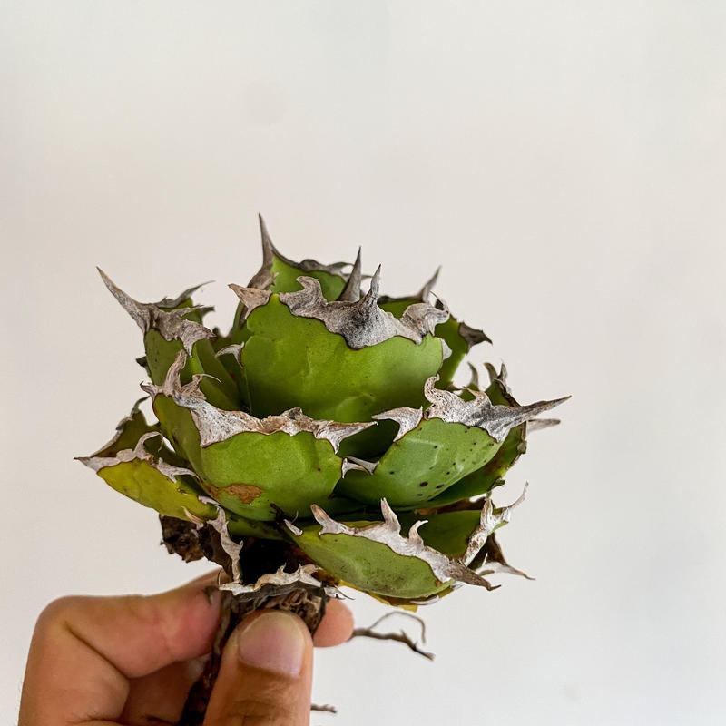 アガベ チタノタ 螃蟹 Agave Titanota Crab 02 Bi