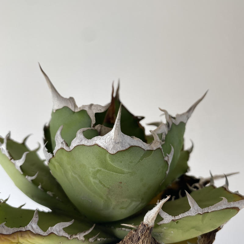 31 割引グリーン系新しいブランド 多肉植物 アガベ Agave小島白棘 株大苗 植物 観葉植物 インテリア 住まい 小物グリーン系 Pumpkinranch Com