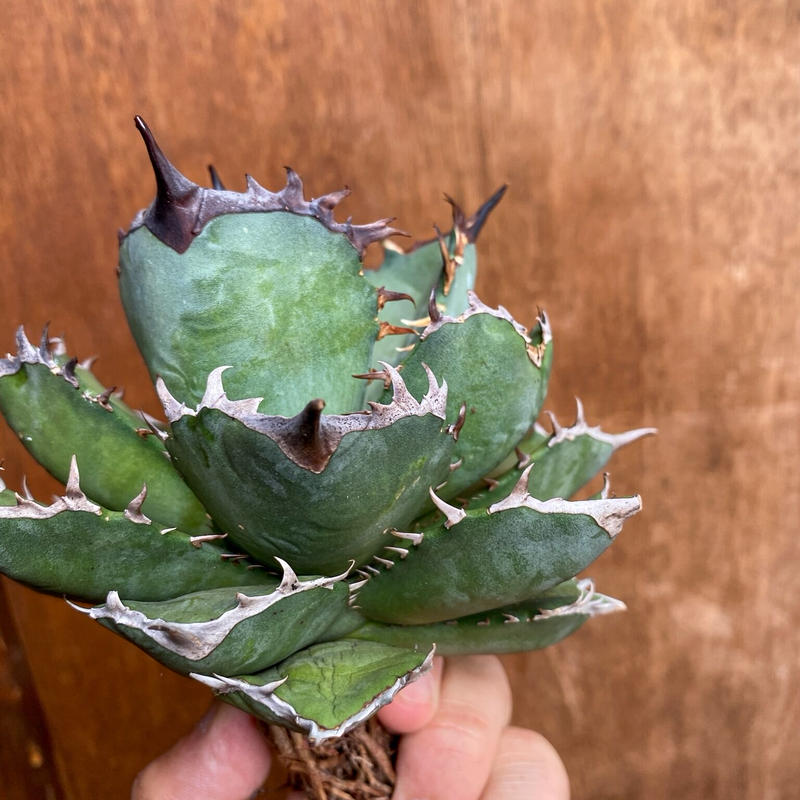 アガベ チタノタ ブラックファイヤー Agave Titanota Blackfi