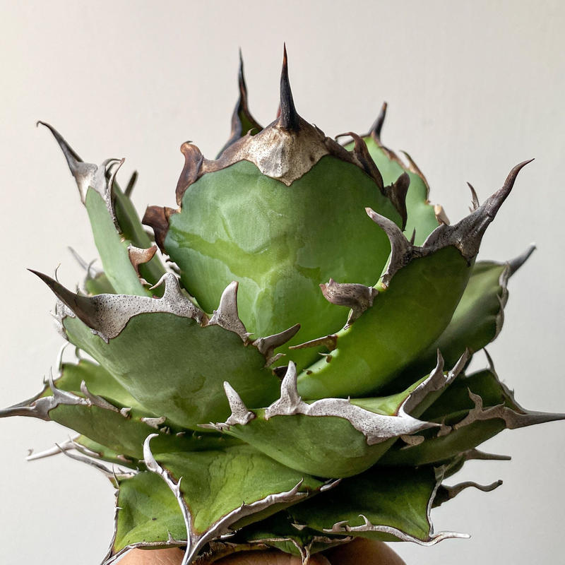 アガベ チタノタ 恐竜牙歯 ハーデス 黒獄 Agave Titanota H