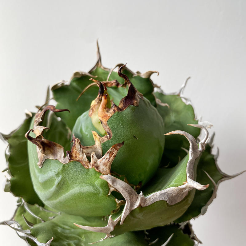 アガベ チタノタ 白鯨 Agave Titanota Hakugei M B