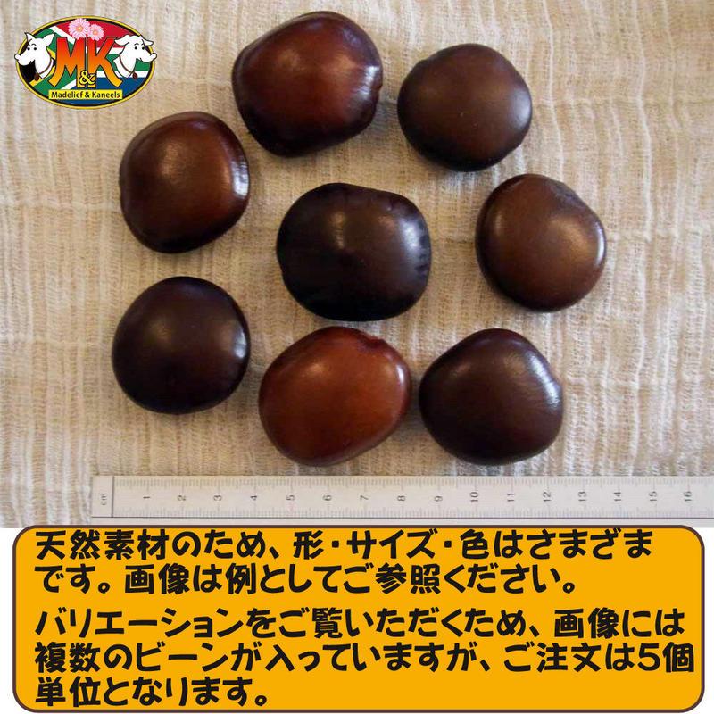 送料無料 世界で一番大きな豆 幸せを呼ぶ ズールーラブビーン モダマ ばら売り 5個単位