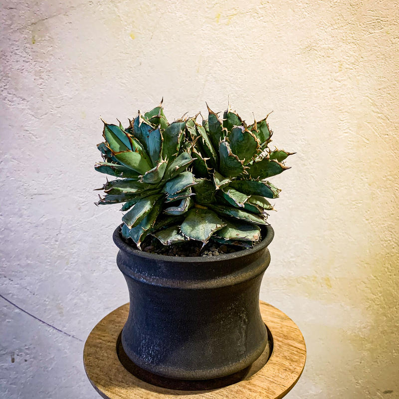 アガベ チタノタ フィリグリー クレステッド Agave Titanota Filigree