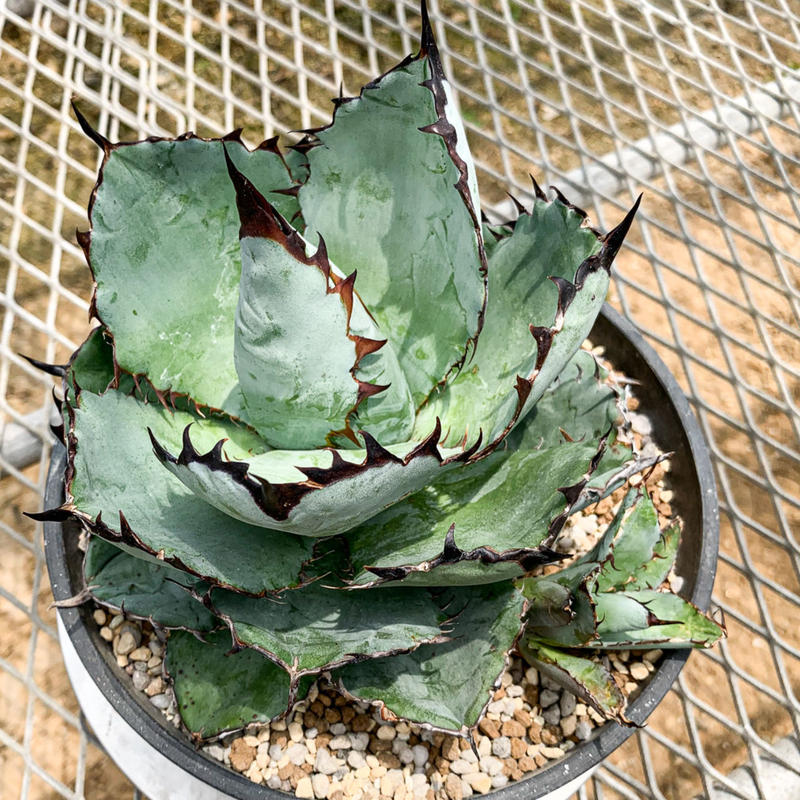 アガベ チタノタ ブラック アンド ブルー Agave Titanota Black And