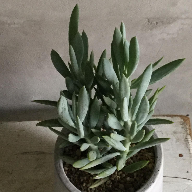 Senecio 清涼刀 セネキオ セイリョウトウ Blossom Online Shop