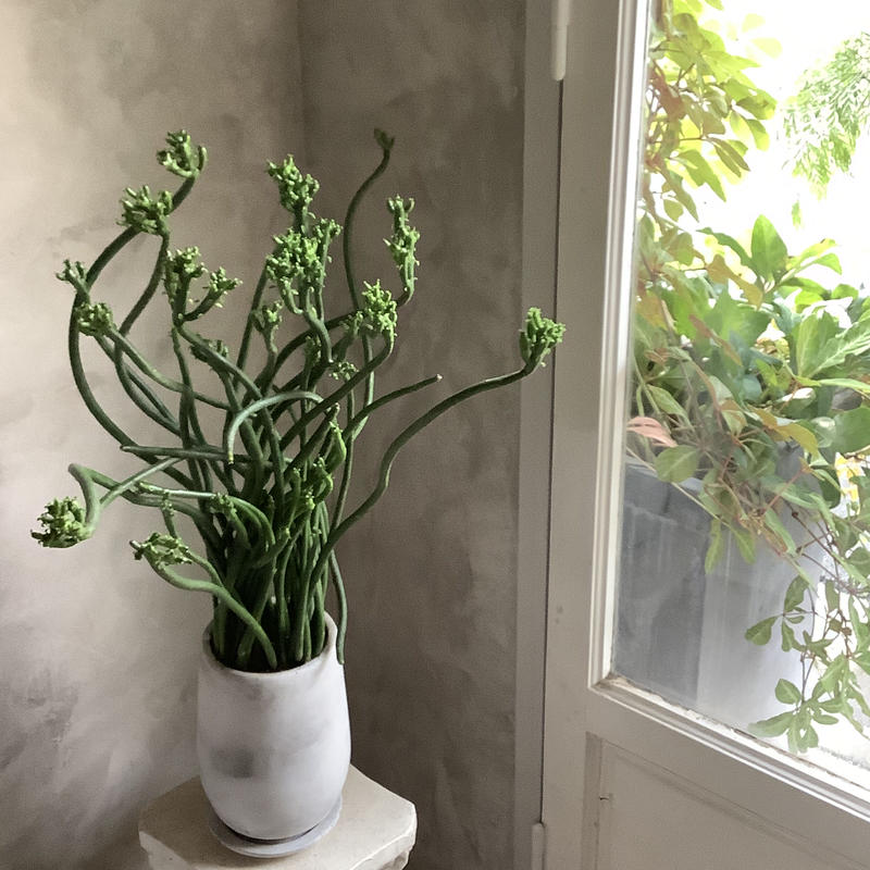 Euphorbia Tirucalli ユーフォルビア タイレカーリィ ミルクブッシュ