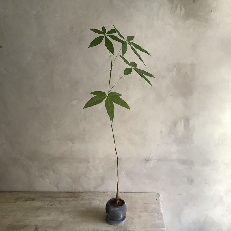 Skinny Pachira In Moon Pot スキニーパキラムーンポット Blo