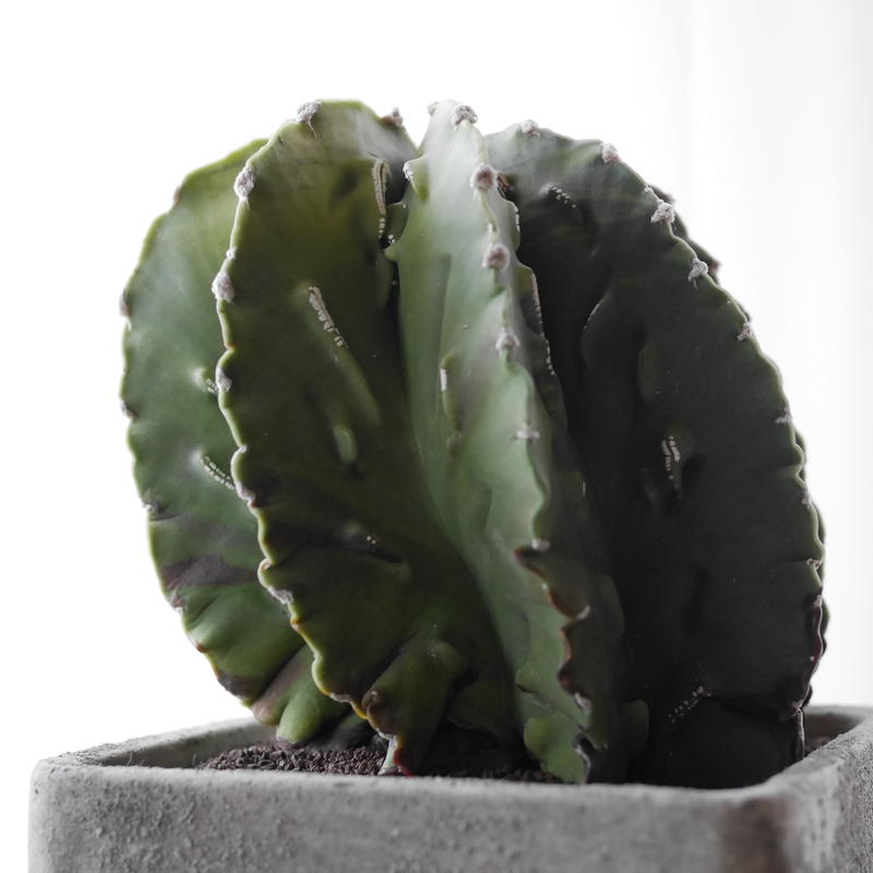欲張り鸞鳳玉 瑞鳳般若 Astrophytum Blumen Hutte