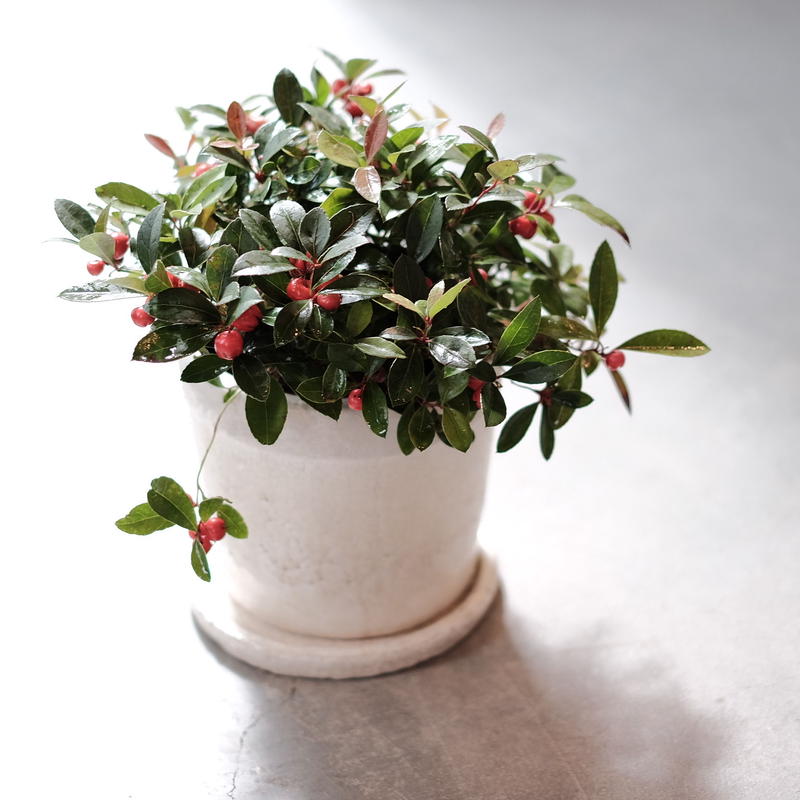 チェッカーベリー Blumen Hutte