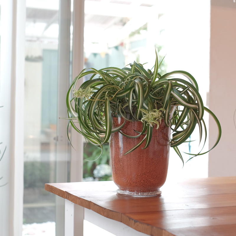 オリズルラン ボニー Blumen Hutte