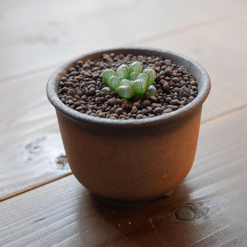 ハオルチア オブツーサ トゥルンカータ Haworthia Obtusa Truncata
