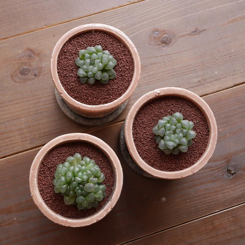 ハオルチア 紫オブツーサ Haworthia Dodson Murasaki Obtusa ハオルチア 紫オブツーサ Haworthia Dodson Murasaki Obtusa