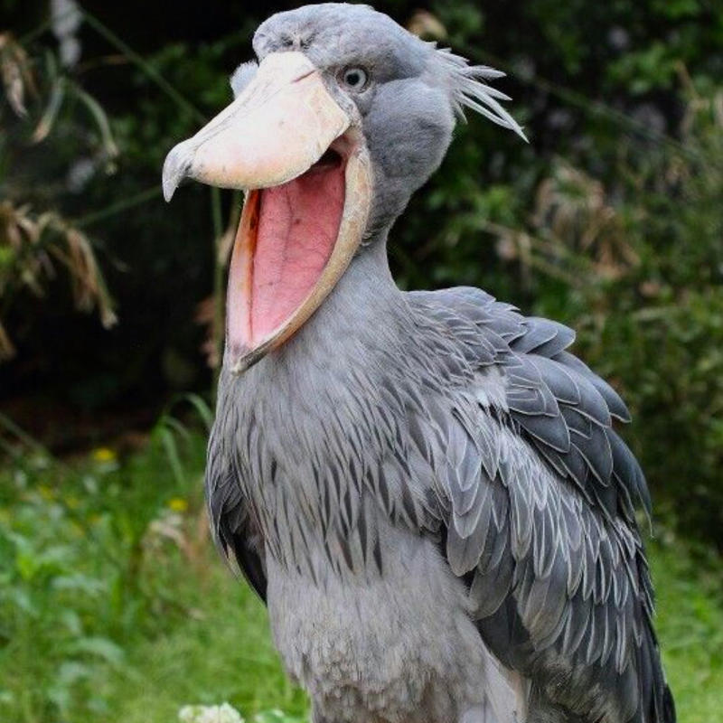 レビュー高評価のおせち贈り物 ハシビロコウ様 横hm 5471c6a2 購入国内正規品 Www Cfscr Com