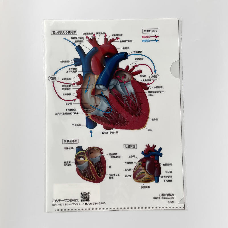 マキトー コンフォート クリアファイル人体 5枚セット はちみせ マキトー コンフォート クリアファイル人体 5枚セット はちみせ