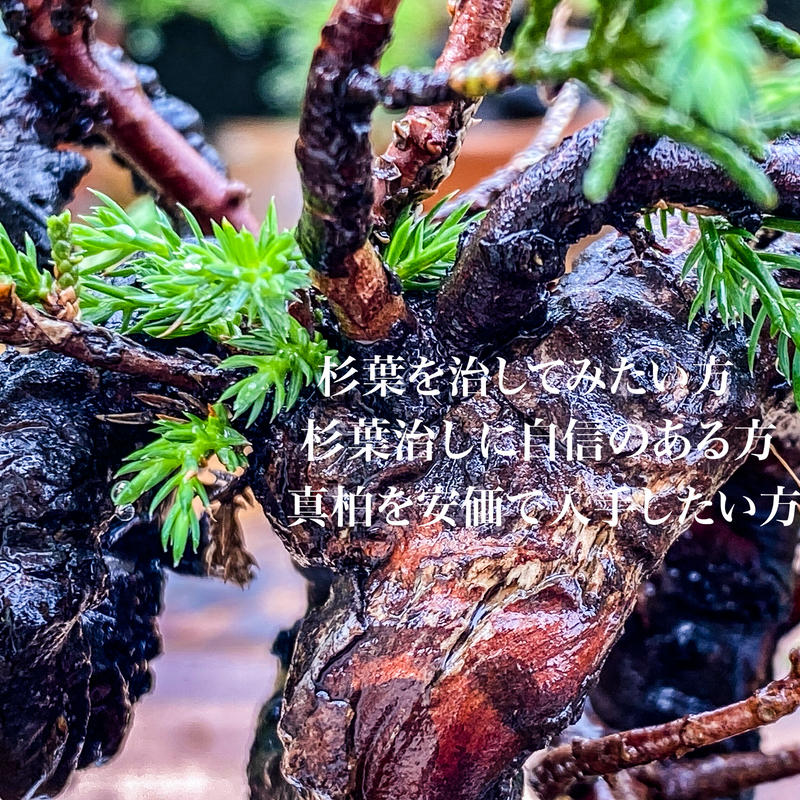 杉葉の真柏 送料込 Material Bonsai