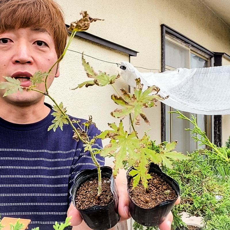 第4種郵便 葉焼けした有明もみじ２本まとめて Material Bonsai