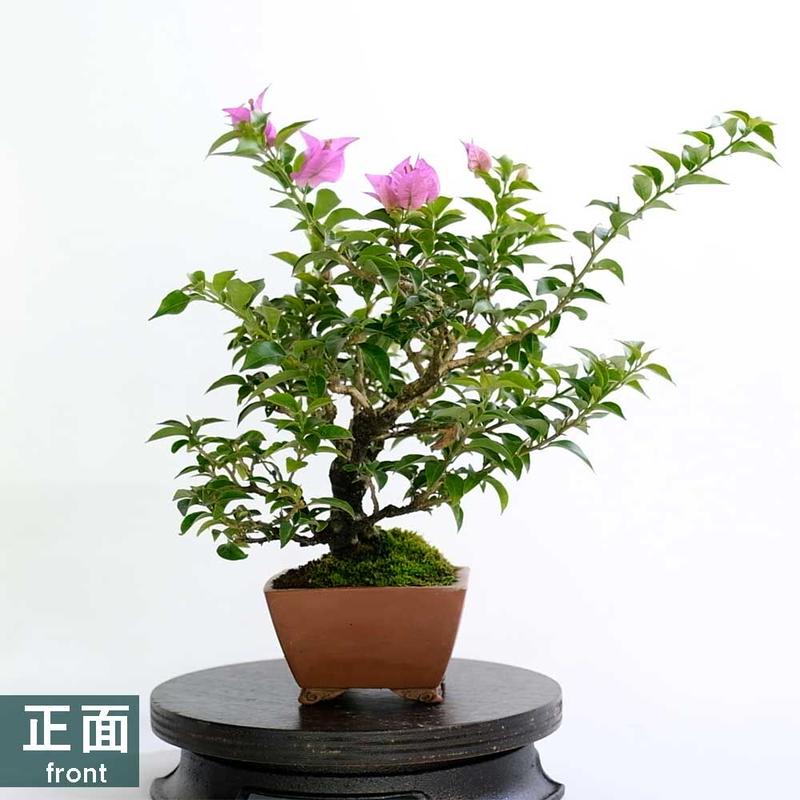 ブーゲンビリア 芙蓉園 01 Bq S Store
