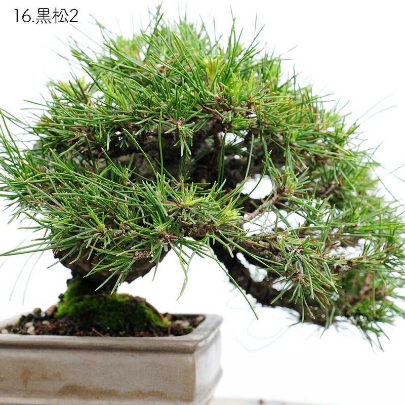 黒松2 秋元園芸 Bonsaiq S Store