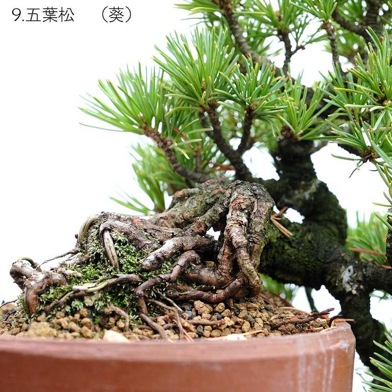 五葉松 葵 秋元園芸 Bonsaiq S Store