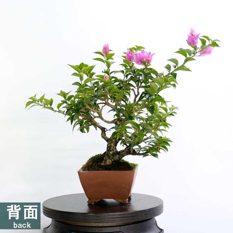 ブーゲンビリア 芙蓉園 01 Bq S Store