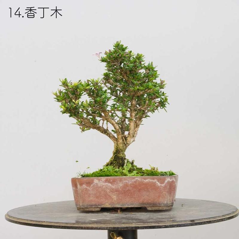 5831円 完売 磁気浮上 盆栽 回転し続ける 静安性動作 静音チープ おしゃれ 浮く プランター 回転フローティングポット USプラグ 宙に浮く インテリア 磁気 浮遊 空飛ぶ盆栽 エア盆栽 空中盆栽 空中浮揚 5831円 完売 磁気浮上 盆栽 回転し続ける 静安性動作 静音チープ おしゃれ 浮く プランター 回転フローティングポット USプラグ 宙に浮く インテリア 磁気 浮遊 空飛ぶ盆栽 エア盆栽 空中盆栽 空中浮揚