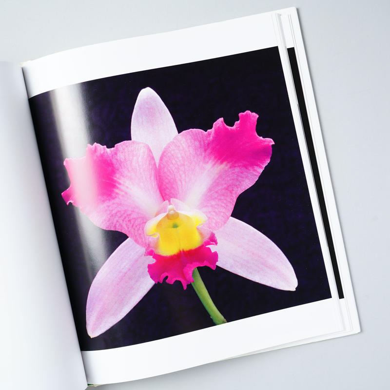 Flowers Robert Mapplethorpe ロバート メイプルソープ 文 Flowers Robert Mapplethorpe ロバート メイプルソープ 文