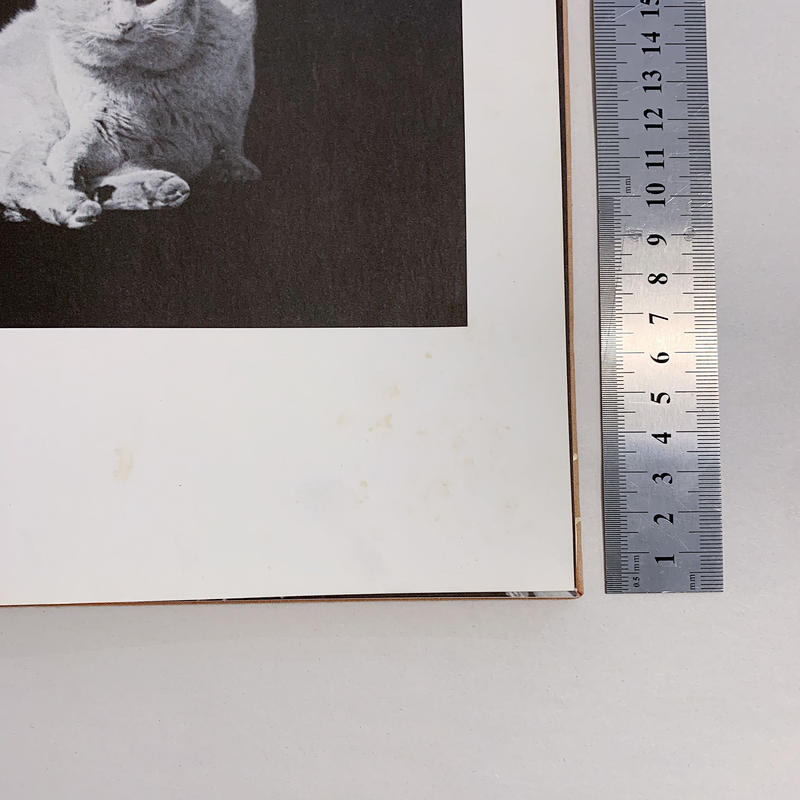 猫のいる場所 Where Cats Were 武田花 Hana Takeda Boo