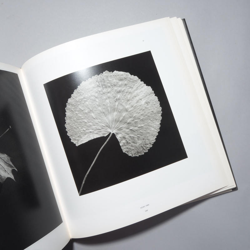 Mapplethorpe Robert Mapplethorpe ロバート メイプルソープ Mapplethorpe Robert Mapplethorpe ロバート メイプルソープ