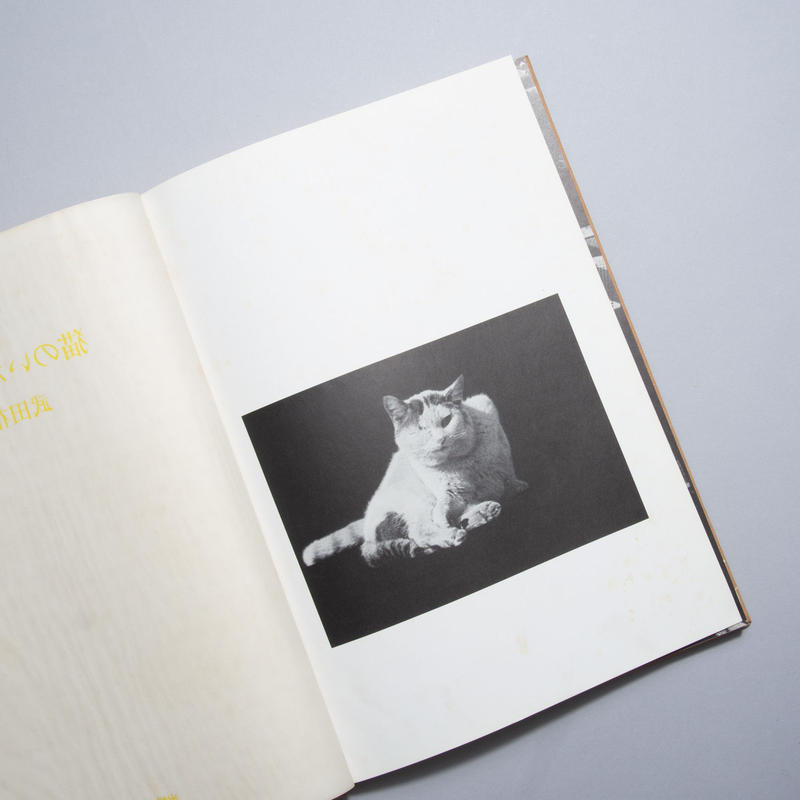 猫のいる場所 Where Cats Were 武田花 Hana Takeda Boo