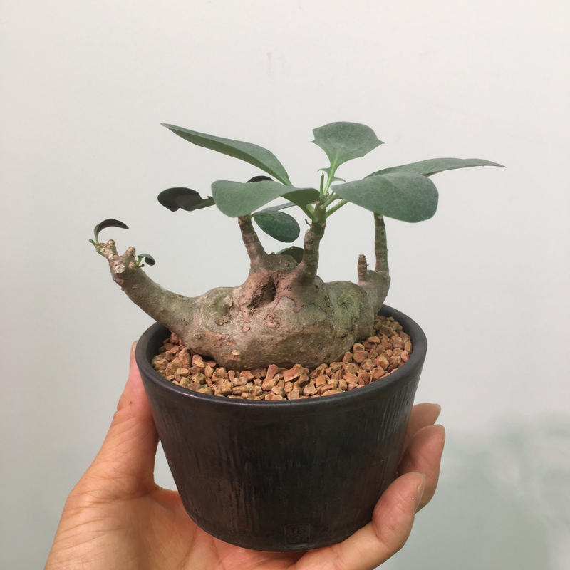 Othonna Triplinervia オトンナ トリプリネルビア Botan