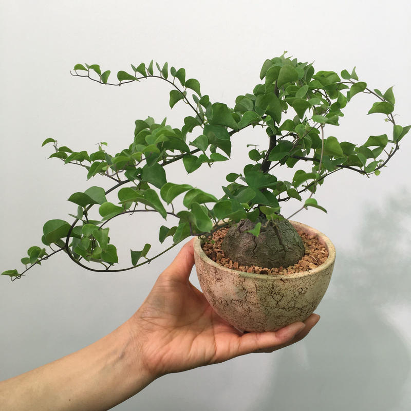Dioscorea Elephantipes ディオスコレア エレファンティペス 亀甲竜